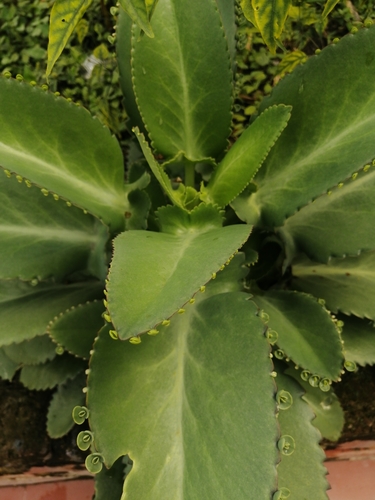 Kalanchoe laetivirens
