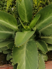Kalanchoe laetivirens