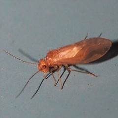 Valenzuela pinicola
