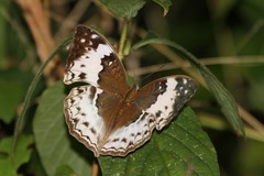 Harma theobene blassi