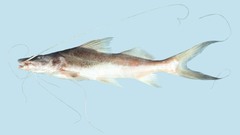 Laulao Catfish photo 4