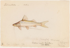 Laulao Catfish photo 5