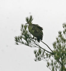 Necrosyrtes monachus