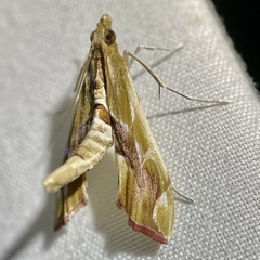 Agathodes monstralis