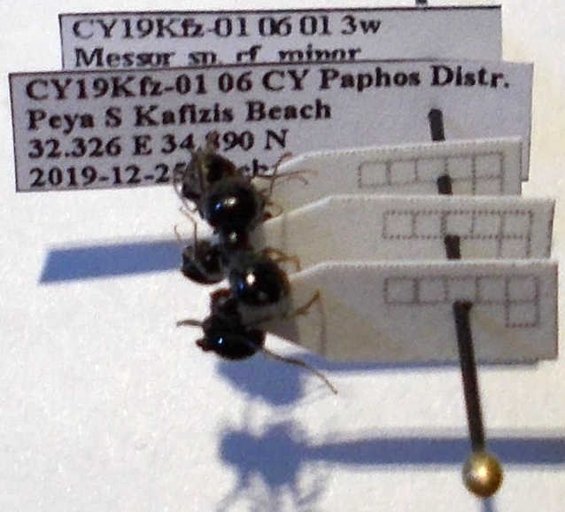 Messor bucephalus