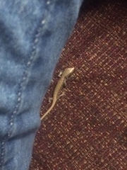 Elgaria multicarinata webbii