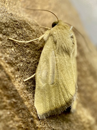 Paradoxical Grass Moth photo 2