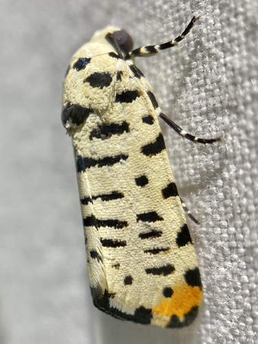 Tarache idella
