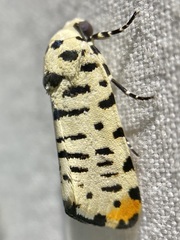 Tarache idella