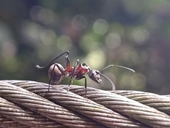 Polyrhachis bihamata