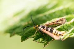 Synanthedon bibionipennis