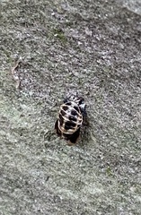 Harmonia axyridis