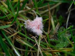 Laetisaria roseipellis