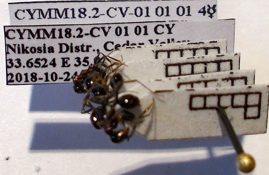 Messor syriacus
