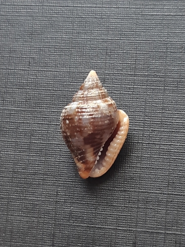 Merchant Dove Shell