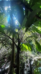 Verschaffeltia splendida