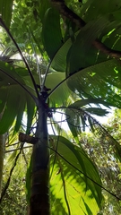 Verschaffeltia splendida