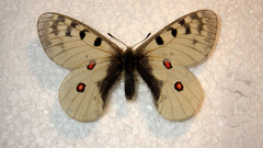 Parnassius phoebus sacerdos