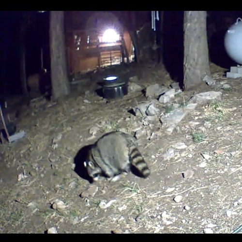 Common Raccoon photographed in New Mexico