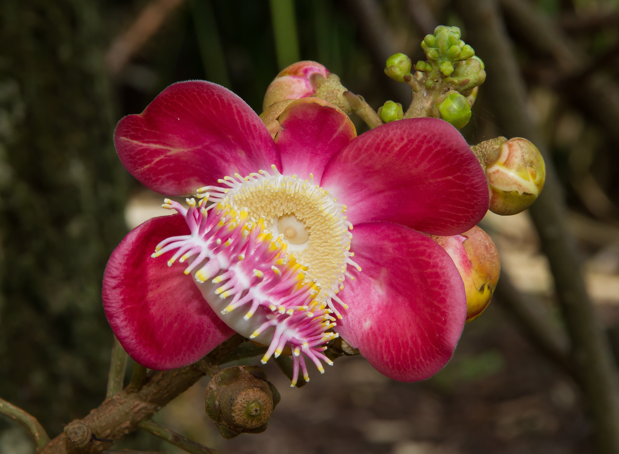 Bertholletia excelsa