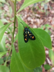 Arniocera auriguttata