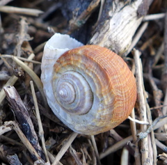 Amphibola crenata
