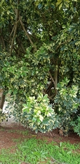 Heptapleurum arboricola