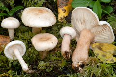 Lactarius scoticus