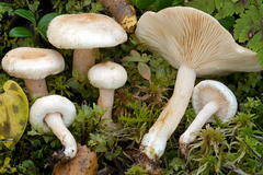 Lactarius scoticus