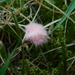 Laetisaria roseipellis - Photo (c) Peachysteve, μερικά δικαιώματα διατηρούνται (CC BY-NC), uploaded by Peachysteve