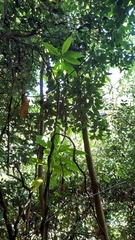 Alstonia macrophylla