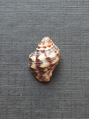 Stramonita