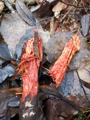 Phanerochaete sanguinea