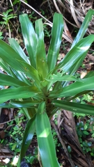 Dracaena floribunda