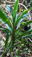 Dracaena floribunda