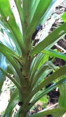 Dracaena floribunda