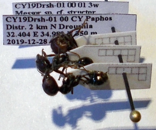 Messor orientalis
