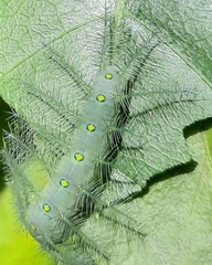 Lepidoptera