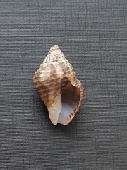 Gemophos