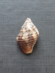 Gemophos