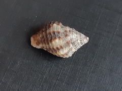 Gemophos
