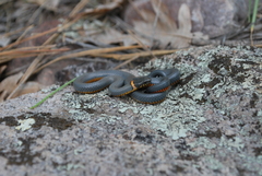 Diadophis punctatus regalis