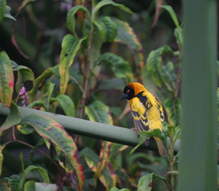 Ploceus cucullatus abyssinicus