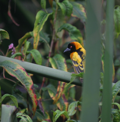 Ploceus cucullatus abyssinicus