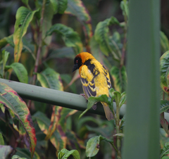 Ploceus cucullatus abyssinicus