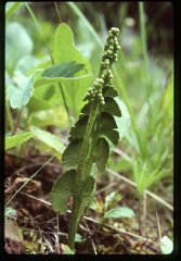 Botrychium neolunaria