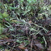 Cladonia gracilis vulnerata - Photo 由 kmcglothen 所上傳的 (c) kmcglothen，保留部份權利CC BY-NC