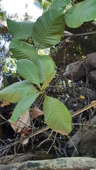 Dillenia suffruticosa