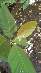 Dillenia suffruticosa