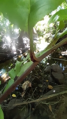 Dillenia suffruticosa